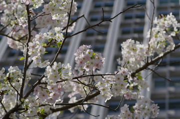 ビルの傍で咲いている桜