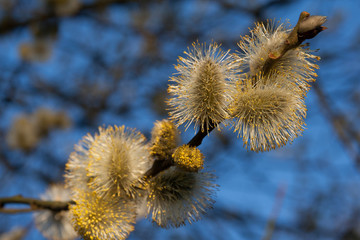 Wiosna i bazie na kwitnącym drzewie na tle niebieskiego nieba © mirame111