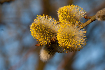 Wiosna i bazie na kwitnącym drzewie na tle niebieskiego nieba © mirame111