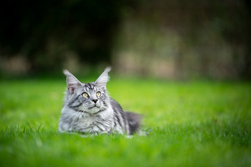 portrait of a beautiful silver tabby maine coon cat resting on lawn outdoors in spring looking up with copy space