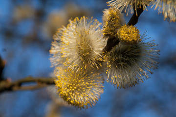 Wiosna i bazie na kwitnącym drzewie na tle niebieskiego nieba © mirame111