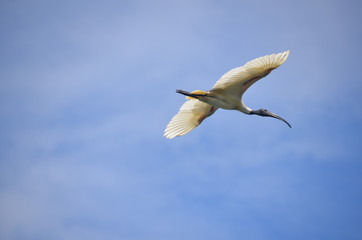 seagull in flight