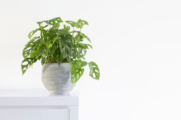 beautiful swiss cheese plant, Monstera obliqua, isolated in a minimalist living room