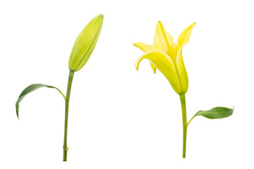Yellow lily flower buds and flowers isolated on white background