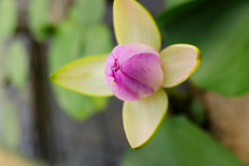 Blooming pink or purple lotus bud and green leave in water lily pond