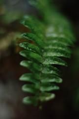 Fern leaf
