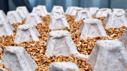 wheat grains in a tray