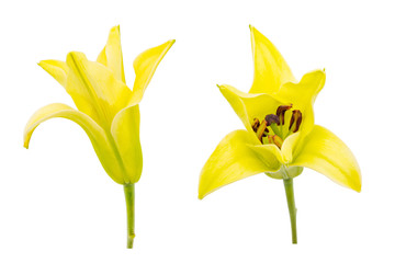 Set of freshly blooming yellow lilies isolated on white background