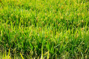 Longji Rice Terraces
