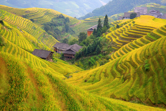 Longji Rice Terraces