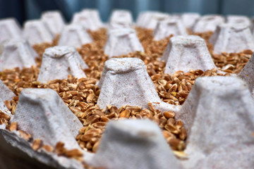 wheat grains in a tray
