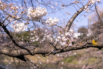 千鳥ヶ淵の桜