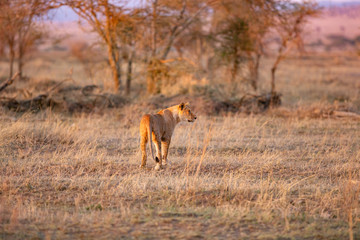 Naklejka na ściany i meble Lion walking a early morning in Serengeti, Tanzania. Sunrise, east Africa.