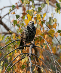 Starling on the tree. European Starling (Sturnus vulgaris)