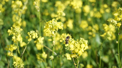 Obraz premium Save the bees