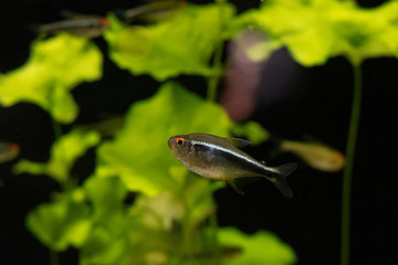Neon tetra Paracheirodon innesi freshwater aquarium fish