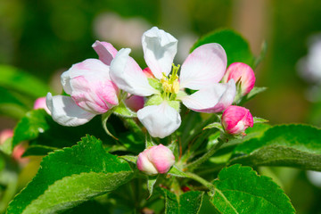 Obraz premium Apple garden