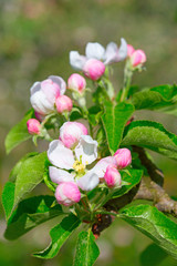 Obraz premium Apple garden