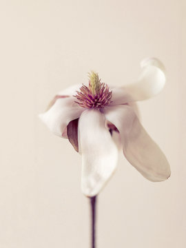 Magnolie verwelkt