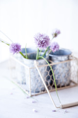 Fresh chive blossoms in a vase