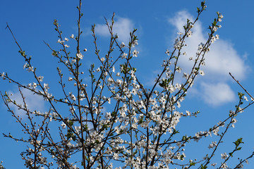   blooming plum branches in early spring against the blue sky and white clouds, spring background