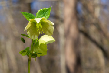 Dew on hellebores in spring forest. First flowers background.