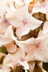 Fototapeta na wymiar Fleurs d'hortensia blanc et rose pâle