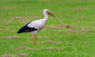 European white stork, ciconia, standing in a green meadow