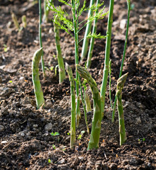 Asparagus grow