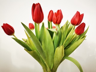 Naklejka premium A bouquet of beautiful pink tulips. Holiday celebration. Spring season. Romantic decorative bouquet