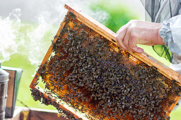 Beekeeper  keeps frame with honeycomb and bees, looks after bees in the garden ,beekeeper  prepares to remove honey from the beehive; beekeeping , apiculture concept (narrow depth of field).