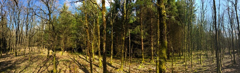 Obraz premium Waldpanorama