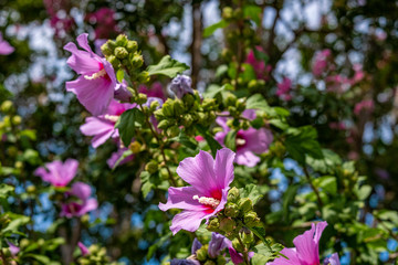 beautiful green bush with purple flowers nad sky in the background