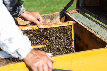 Beekeeper  keeps frame with honeycomb, looks after bees in the garden ,beekeeper  prepares to...