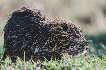 Nutria in freier Laufbahn