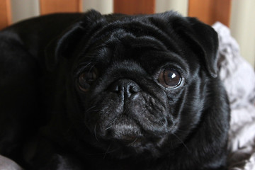 Black pug cute dog on grey linen in bed on wooden sofa close-up sleep resting watching to camera