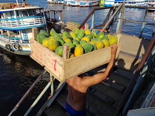 Heavy work, load carrier transports many kg o papaya in a box on the head. Transport takes place...