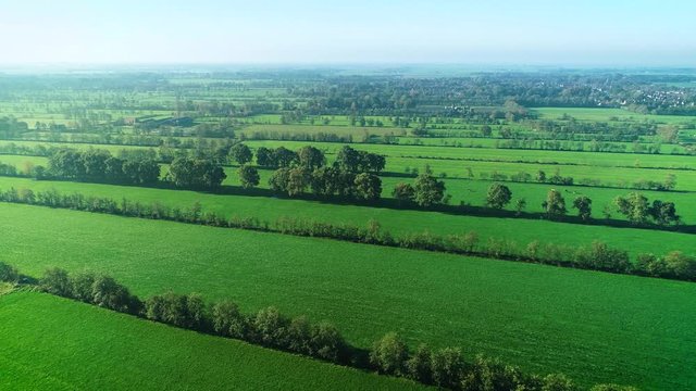 Typical Dutch Landscape: Flat Green Fields of Lush Grass with Grazing Cattle, Rows of Trees Dividing the Farmland, Moving Forwards &ndash; Friesland, Netherlands / Holland &ndash; 4K Drone Footage