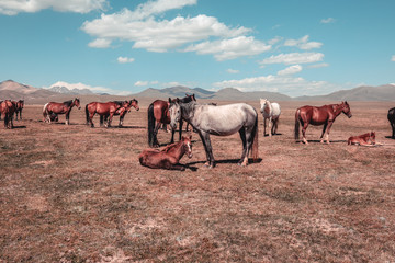 herd of horses in the wild