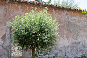 a beautiful round olive tree with a brick wall in the background