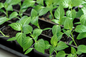 Homemade sweet pepper seedlings. Spring seedlings