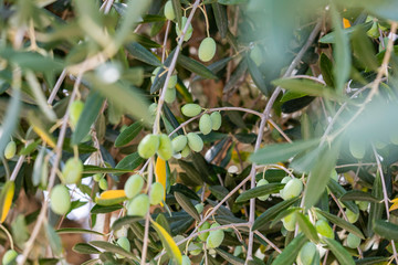 green olive close-up with blurred olive branch in background