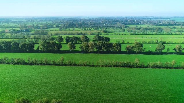 Typical Dutch Landscape: Flat Green Fields of Lush Grass with Grazing Cattle, Rows of Trees Dividing the Farmland, Moving Forwards &ndash; Friesland, Netherlands / Holland &ndash; 4K Drone Footage