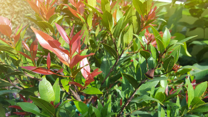 Australian rose apple are growing in foreground and blurred background of many plants in the garden