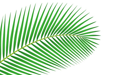 3d illustration of tropical palm branch isolated on white. Minimal summer concept.