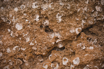 Seashells that Form Part of Brown Beach Rocks