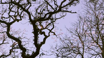 Galhos elevados ao céu