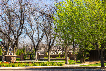 Mature Trees Surrounding Entry Gate