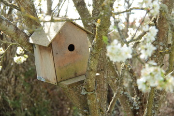 Cabane à oiseaux