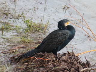 Beautiful Colorful birds great swimmers and fishers on the river